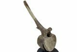 Hadrosaur (Edmontosaurus) Caudal Vertebra w/ Stand - Wyoming #227738-1